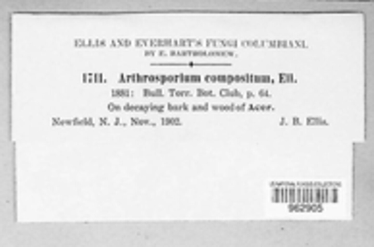 Arthrosporium compositum image